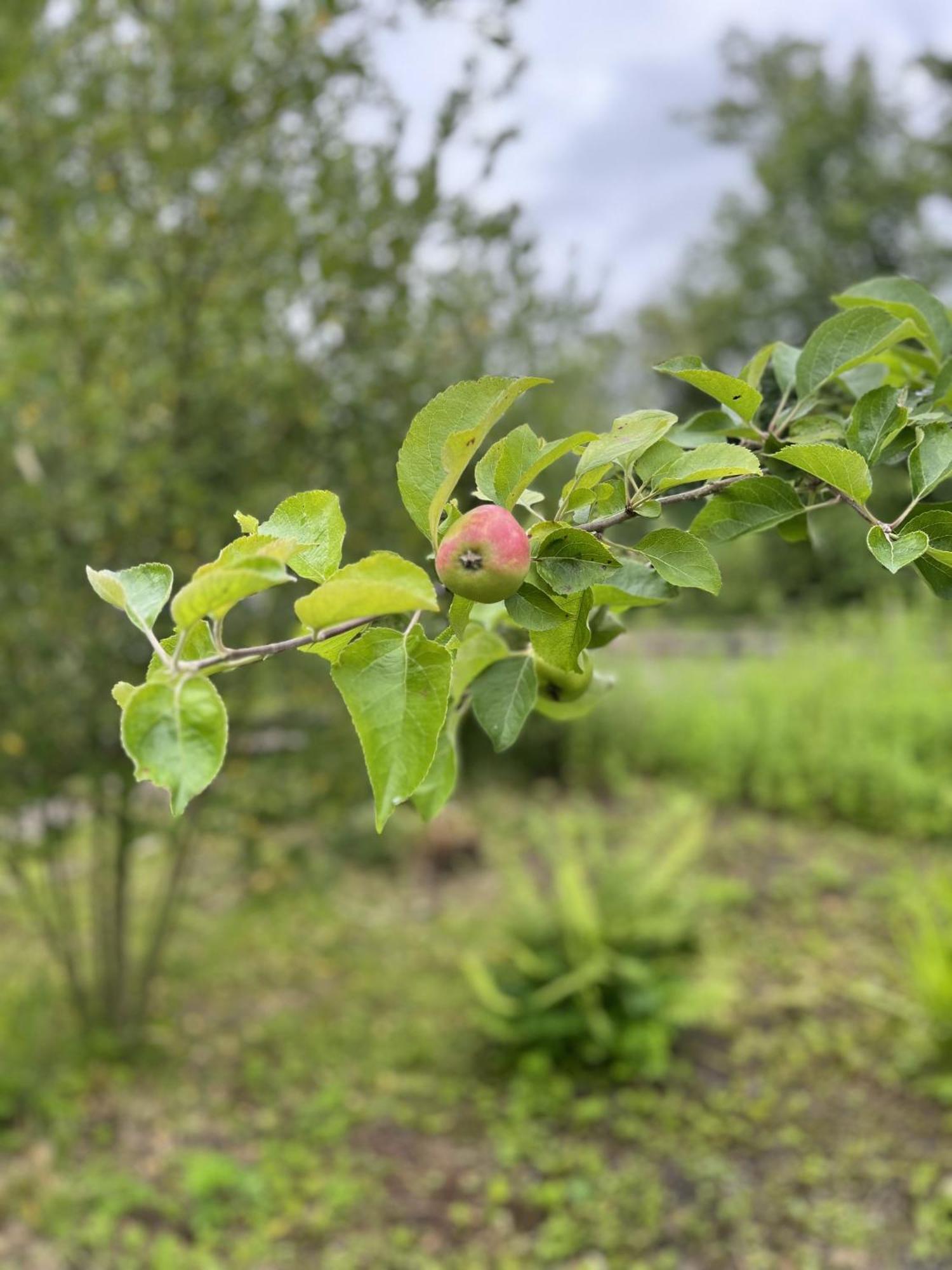 Apple Cottage นิวตันสจวร์ต ภายนอก รูปภาพ