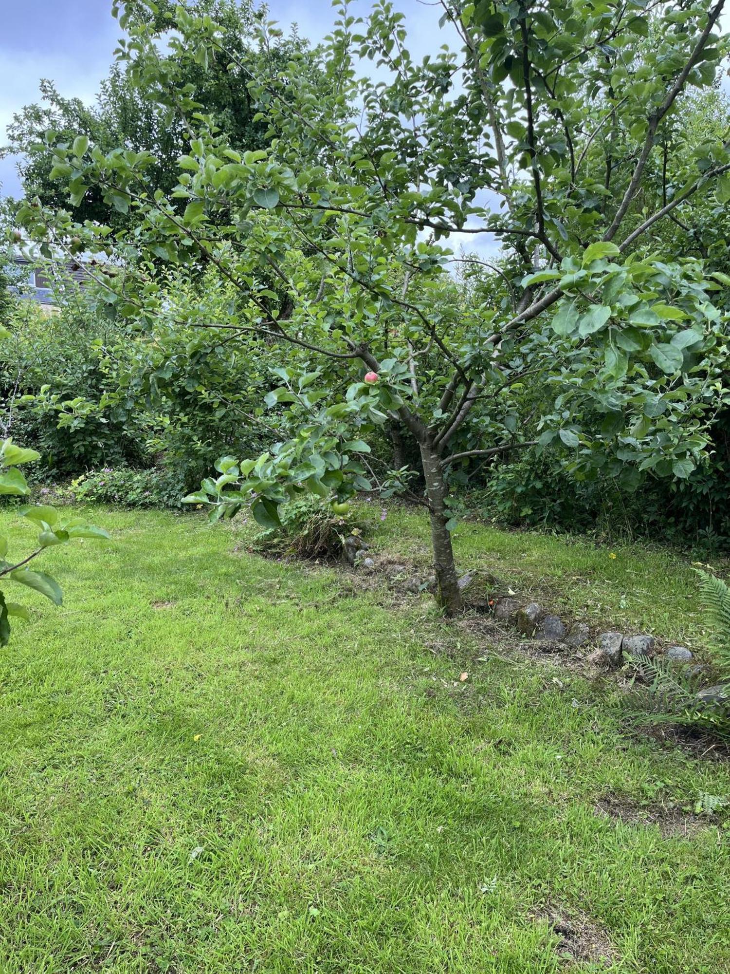 Apple Cottage นิวตันสจวร์ต ภายนอก รูปภาพ